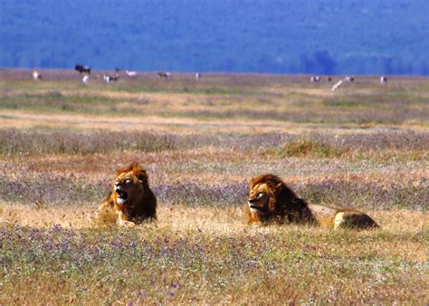 Souvenir Chronicles: AFRICA: NGORONGORO CRATER, Part 2 - Lions, Lunch, and Lots More (TANZANIA)