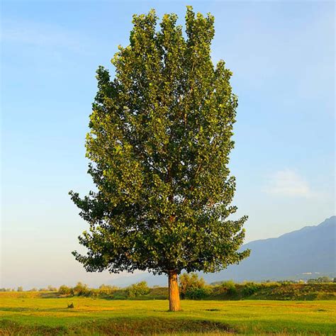 Hybrid Poplar Trees for Sale | BrighterBlooms.com