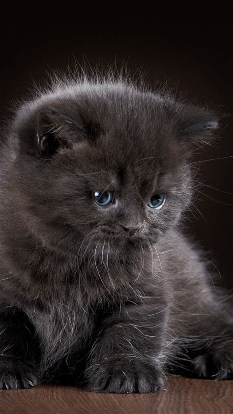 Wallpaper Cute black kitten, cat, fluffy 2880x1800 HD Picture, Image