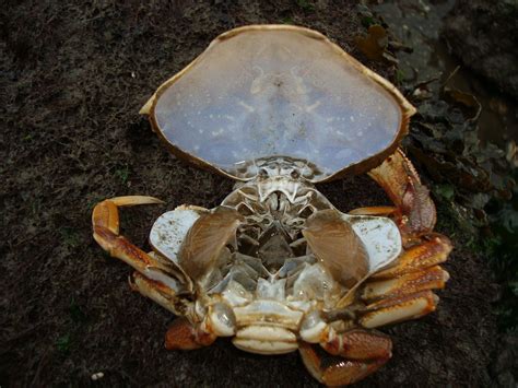 Crab Internal Anatomy | Ракообразные, Крабы