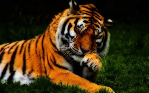 Cool Tiger Backgrounds (63+ pictures)