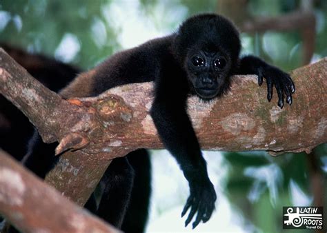 Guide to 4 of Ecuador Ecosystems: Forests (Mangrove, Dry, Cloud, Rain ...