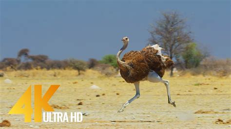 4K Ostrich the Flightless Bird - African Wildlife Documentary Film with ...