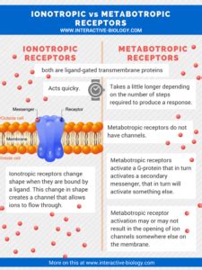 Ionotropic vs Metabotropic Receptors