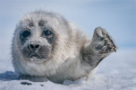 Baikal seal