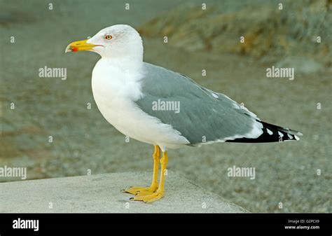 YELLOW LEGGED GULL SEAGULL GULL Stock Photo, Royalty Free Image ...