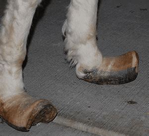 Laminitis - Canberra Equine Hospital | Horse Vets