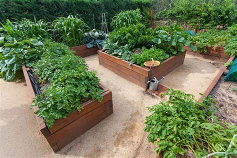 Vegetables to Grow in Winter - hipages.com.au