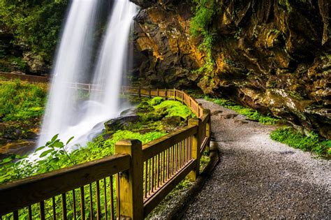 The Most Dog-Friendly National Forests in the US