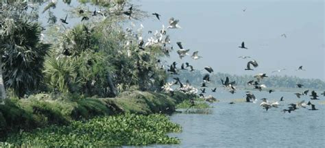 A mixed flock of birds in the lake Kolleru Source: Mr AK Sinha ...