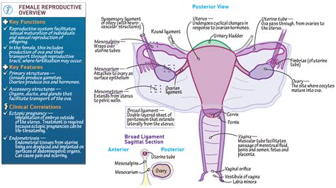Female Reproductive System Anatomy
