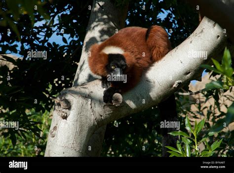 Bioparc Valencia spain zoo animals biopark Stock Photo - Alamy