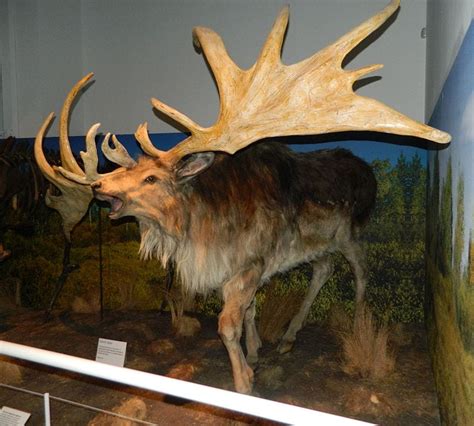 This Fisherman Found a 10,000-Year-Old Irish Elk Skull on the Other End ...