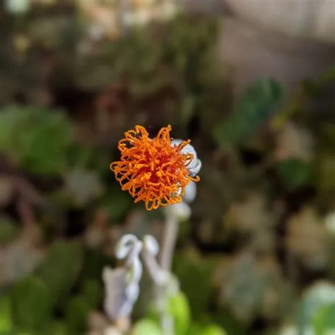 Orange-flower-from-trailing-jade-succulent - SUCCULENTdotCARE