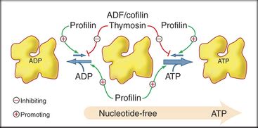 Actin and Actin-Binding Proteins | Basicmedical Key