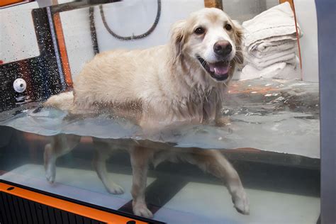 Hydrotherapy - Northshore Veterinary Hospital - Bellingham, WA