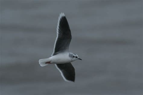 Little Gull - BirdWatch Ireland