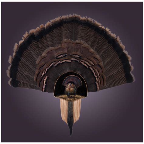 Walnut Hollow Oak "Image C" Turkey Fan Mount Kit - 616364, Taxidermy at ...