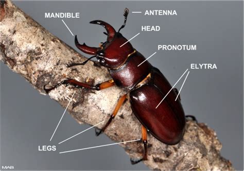 Coleoptera - Bugwoodwiki