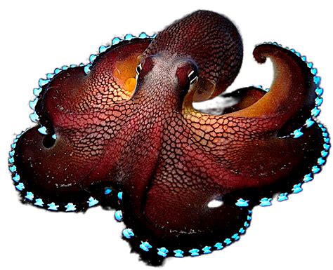 Download Octopus Coconut Octopus Invertebra Royalty-Free Stock Illustration Image - Pixabay