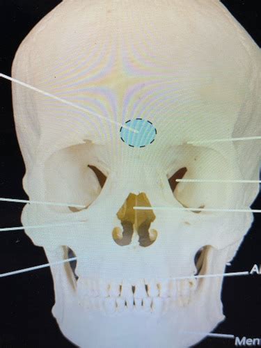 Skull anterior view Flashcards | Quizlet