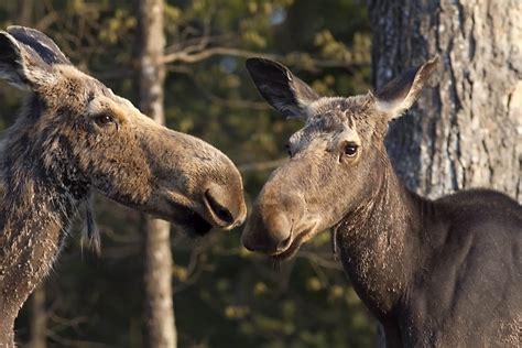 Ann Brokelman Photography: Mom and baby Moose May 15 at 6:30am