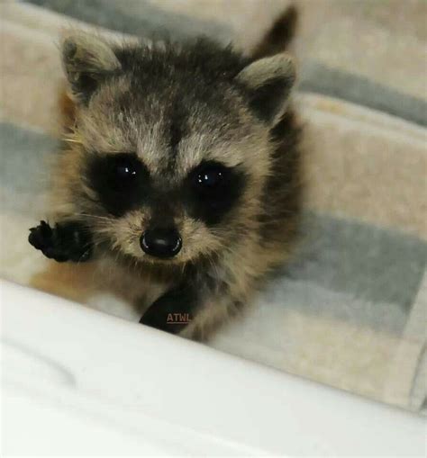 Baby Raccoon | +Raccoons, Ring-Tail Cats and Coatis | Pinterest