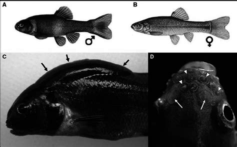 Fathead minnow sexual dimorphism. (A) Adult male fathead minnow in... | Download Scientific Diagram