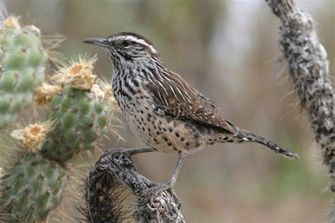 Birds Are Vanishing From North America The New York Times