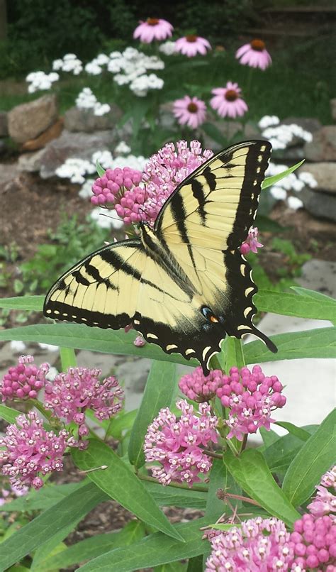 Butterfly Garden – County of Union, New Jersey