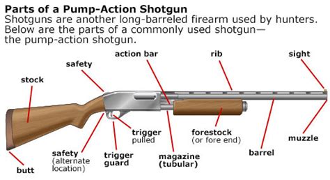 parts of a pump action shotgun Diagram | Quizlet