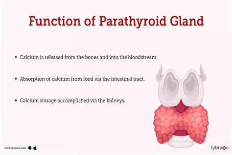 Parathyroid Gland (Human Anatomy): Picture, Functions, Diseases, and Treatments