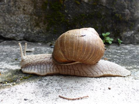 Free Images : nature, animal, garden, fauna, shell, invertebrate, molluscs, slowly, sea snail ...