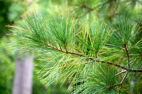 Tree Identification: Pinus strobus - Eastern White Pine