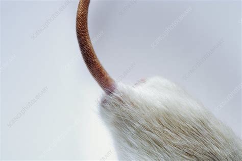 Laboratory rat's tail - Stock Image - Z918/0470 - Science Photo Library