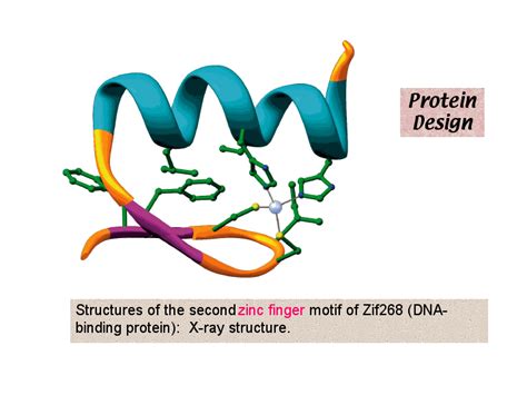 Structures of the second zinc finger motif of Zif268 (DNA-binding protein): X-ray structure.