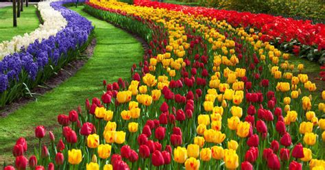 Facts About Floriculture [1 min read]