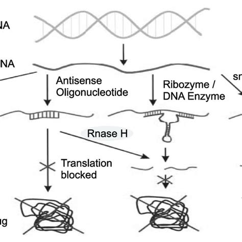 6 Antisense polygalacturonase transgenic tomato (left panel) and wild... | Download Scientific ...