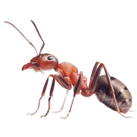 Are Bulldog Ants The Only Australian Ant Species