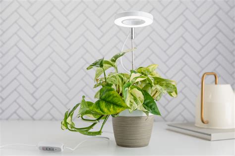 How to Use Grow Lights for Indoor Plants