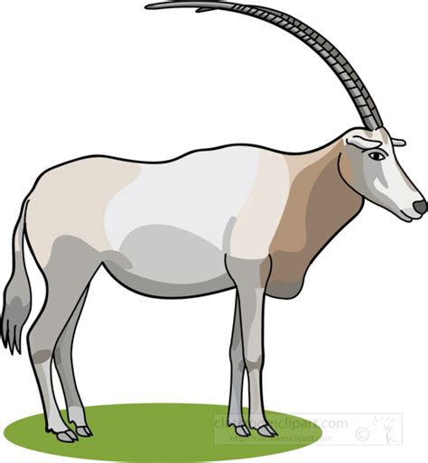 Antelope Clipart Clipart - oryx-the-large-antelope-with-long-horns-clipart - Classroom Clipart