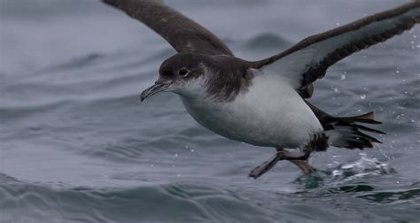 Manx Shearwater by Jonathan Rosborough - BirdGuides