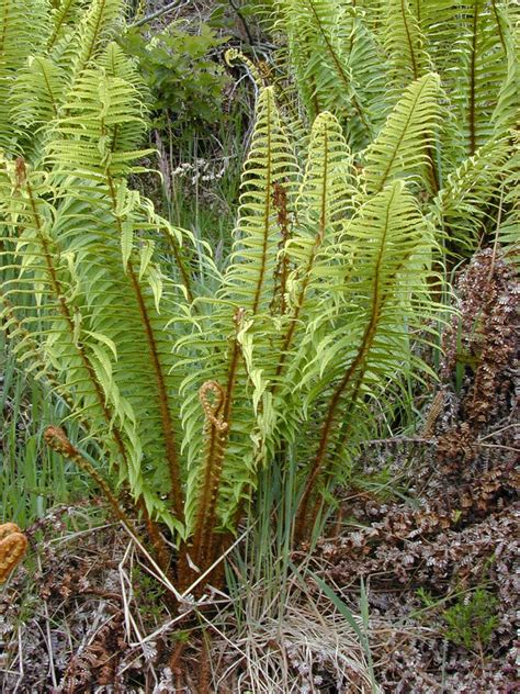 Dryopteris wallichiana – Ballyrobert Gardens