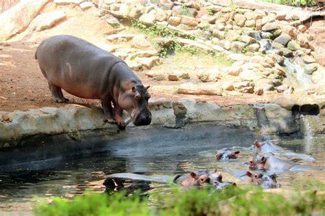 11 Oldest Zoos in the World - Oldest.org