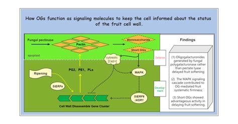 Fungus Polygalacturonase-Generated Oligogalacturonide Restrains Fruit Softening in Ripening ...