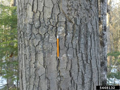 northern red oak (Quercus rubra)