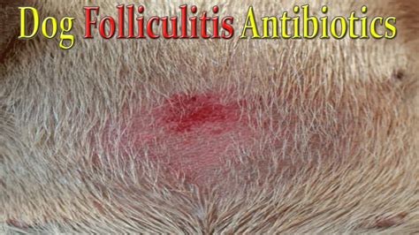 Bacterial Folliculitis Dog