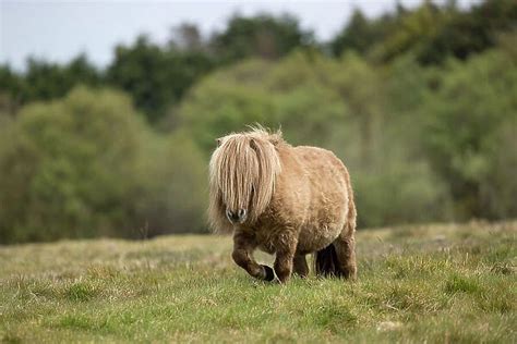 Falabella miniature horse, stallion, walking over For sale as Framed ...