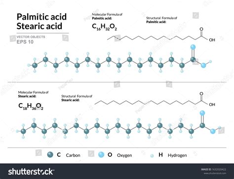 Palmitic Stearic Acids Hexadecenoic Octadecanoic Acids Stock Vector ...