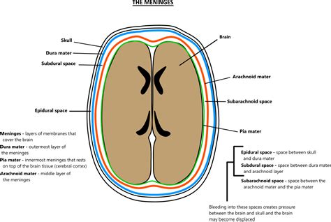 Meninges Diagram Labeled